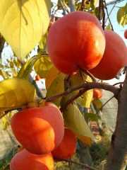 Roje  Brillante Trabzon Hurması Fidanı 200 cm, 5-6 Yaş Saksılı