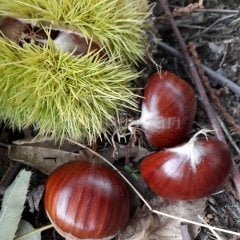 Aşılı Kestane Fidanı (Kemer çeşidi)200 cm, 5-6 Yaş Saksılı