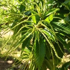 Aşılı Kestane Fidanı (Kemer çeşidi)200 cm, 5-6 Yaş Saksılı