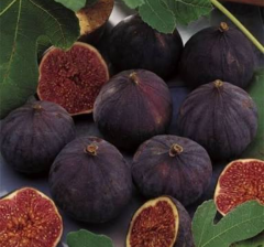 Bursa Siyahı İncir Fidanı 200 cm, 5-6 Yaş, Saksılı