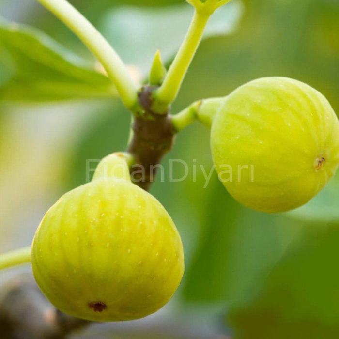 Sarılop İncir Fidanı 200 cm, 5-6 Yaş, Saksılı