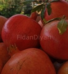 Hicaz Nar Fidanı 200 cm, 5-6 Yaş, Saksılı