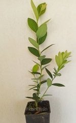 Misty çeşidi Yaban Mersini(Blueberry) fidanı-Likapa