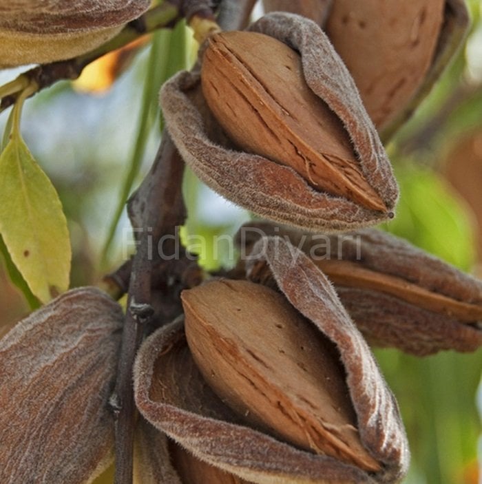 Texas Badem Soğuğa Dayanıklı Fidanı 200 cm, 5-6 Yaş, Saksılı
