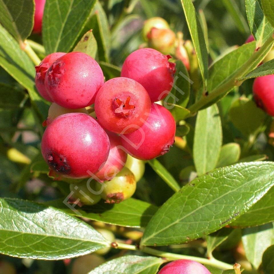 Pink Lemonade Pembe Blueberry Yaban Mersini-Likapa, 3-4 yaş Tüplü/Saksılı