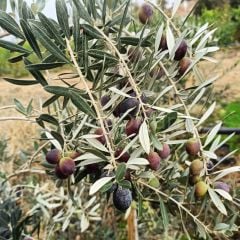 Gemlik(Trilye) Zeytin Fidanı, 4 Yaş Saksılı