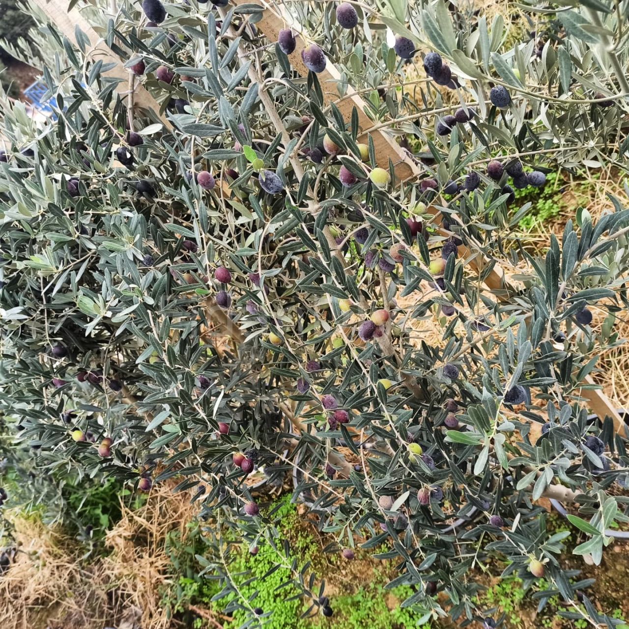 Gemlik(Trilye) Zeytin Fidanı, 4 Yaş Saksılı