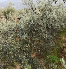 Gemlik(Trilye) Zeytin Fidanı, 4 Yaş Saksılı