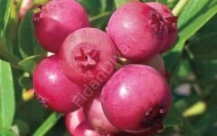 Pink Lemonade Pembe Blueberry Yaban Mersini-Likapa, 3-4 yaş Tüplü/Saksılı