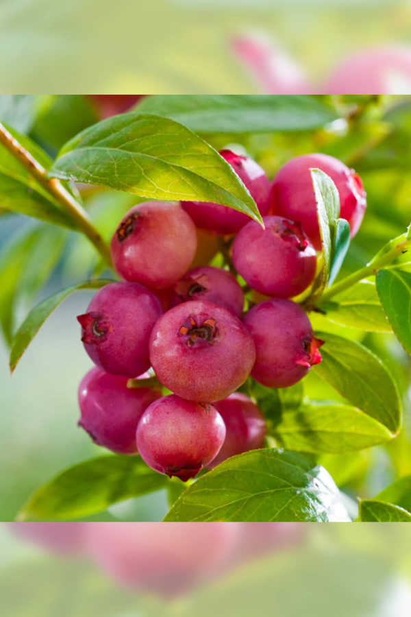 Nadir bulunan Pink Lemonade Yaban Mersini (Blueberry)-Likapa, Tüplü/Saksılı