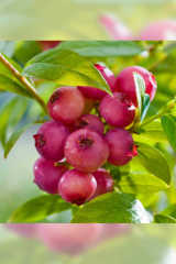 Pink Lemonade Pembe Blueberry Yaban Mersini-Likapa, 3-4 yaş Tüplü/Saksılı