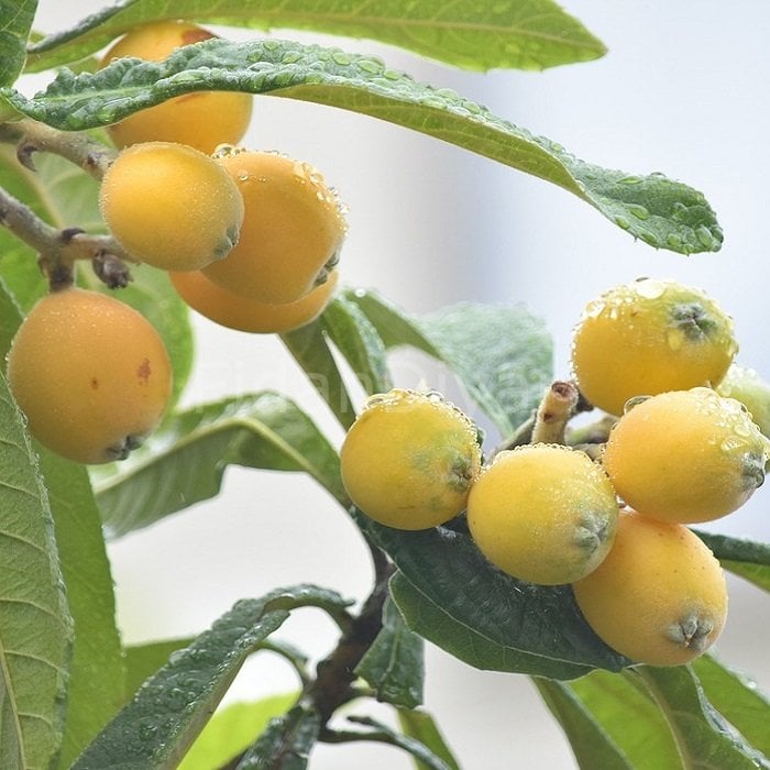 Yenidünya (Malta eriği) Fidanı 200 cm, 5-6 Yaş Saksılı