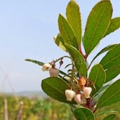 Dağ Çileği (Kocayemiş) Fidanı 200 cm, 5-6 Yaş Saksılı