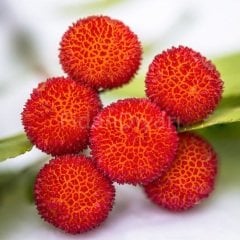 Dağ Çileği (Kocayemiş) Fidanı 200 cm, 5-6 Yaş Saksılı