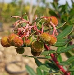 Dağ Çileği (Kocayemiş) Fidanı 200 cm, 5-6 Yaş Saksılı