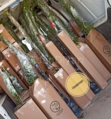 Dağ Çileği (Kocayemiş) Fidanı 200 cm, 5-6 Yaş Saksılı