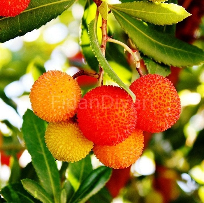 Dağ Çileği (Kocayemiş) Fidanı 200 cm, 5-6 Yaş Saksılı