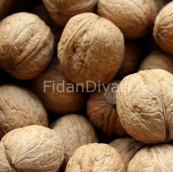 Açık köklü Yerli Ceviz fidanı