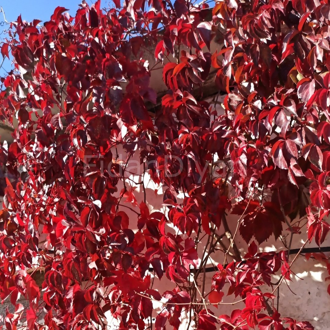 Parthenocissus Quinquefolia Amerikan Sarmaşığı, Poşetli