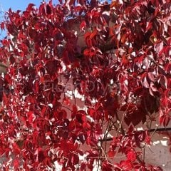 Parthenocissus Quinquefolia Amerikan Sarmaşığı, Poşetli