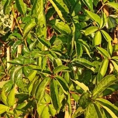 Parthenocissus Quinquefolia Amerikan Sarmaşığı, Poşetli