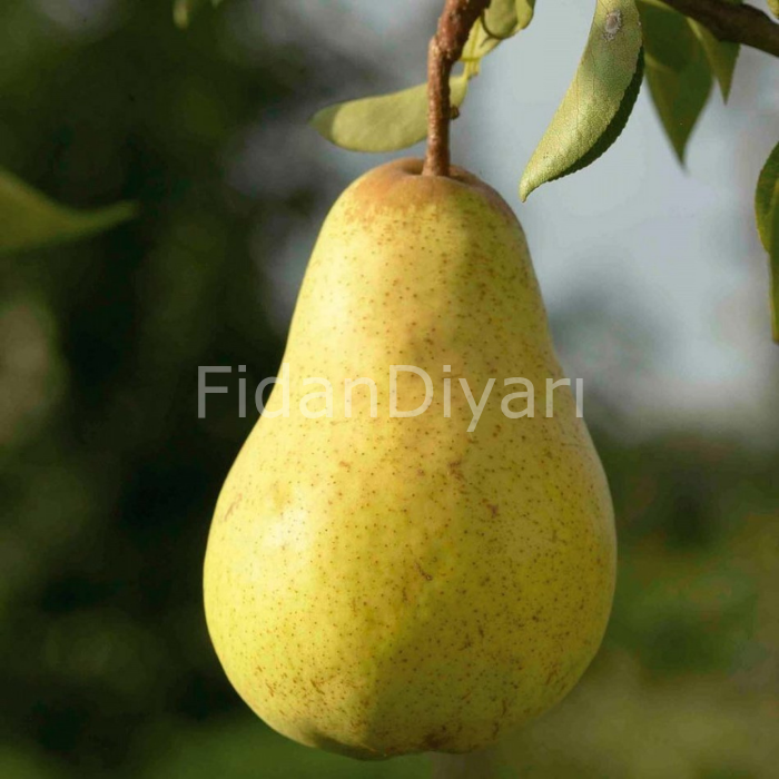 Açık Köklü Doktor Armudu Fidanı