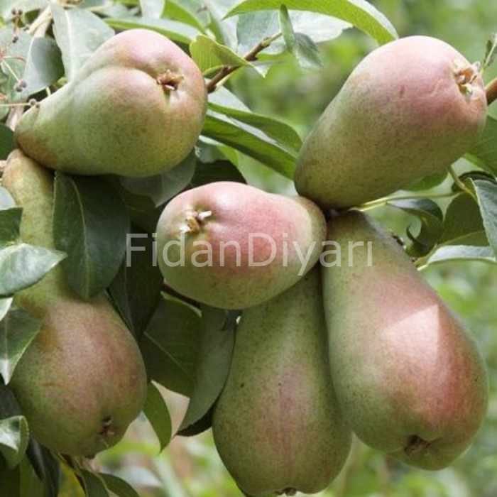 Açık Köklü Özbek Armudu Fidanı