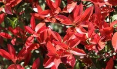 Photinia  Alev  Ağacı Fidanı, Tüplü/Saksılı