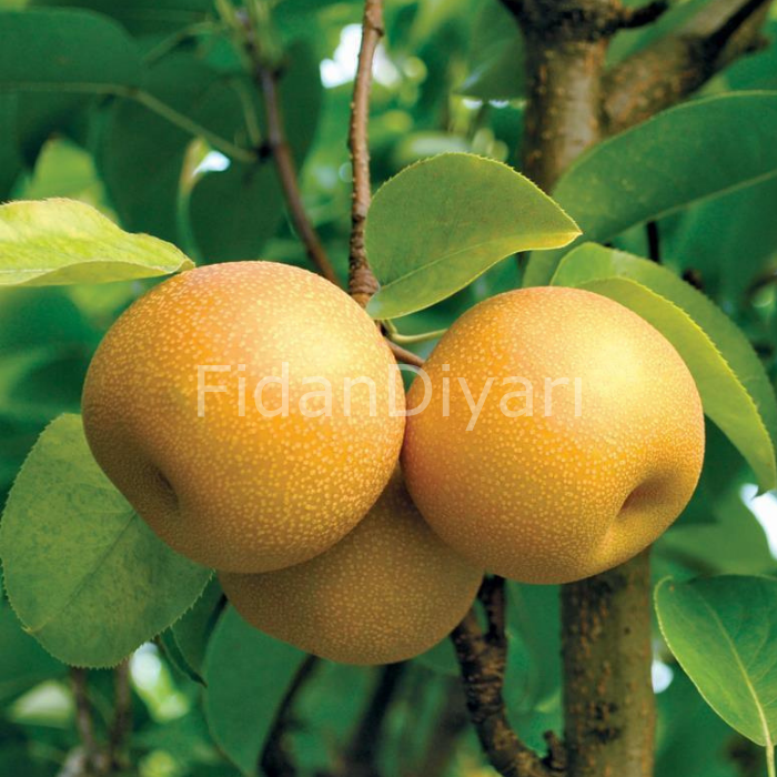 Açık Köklü Kosui Asya Armut Fidanı