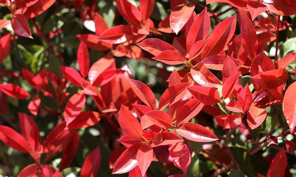 10 Adet Photinia  Alev  ağacı fidanı, Tüplü/Saksılı