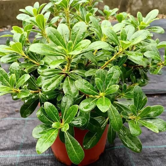 Pittosporum Tobira Nana, Tüplü/Saksılı