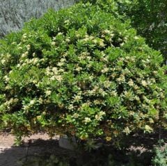 Pittosporum Tobira Nana, Tüplü/Saksılı