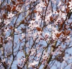 Prunus Cerasifera Pissardii, Süs Eriği, 130 cm+ Tüplü/Saksılı