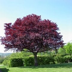 Prunus Cerasifera Pissardii, Süs Eriği, 130 cm+ Tüplü/Saksılı