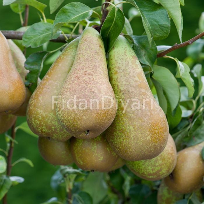Açık Köklü Conferance Armut Fidanı