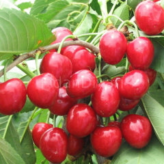 Açık köklü Sweet Heart Kiraz Fidanı