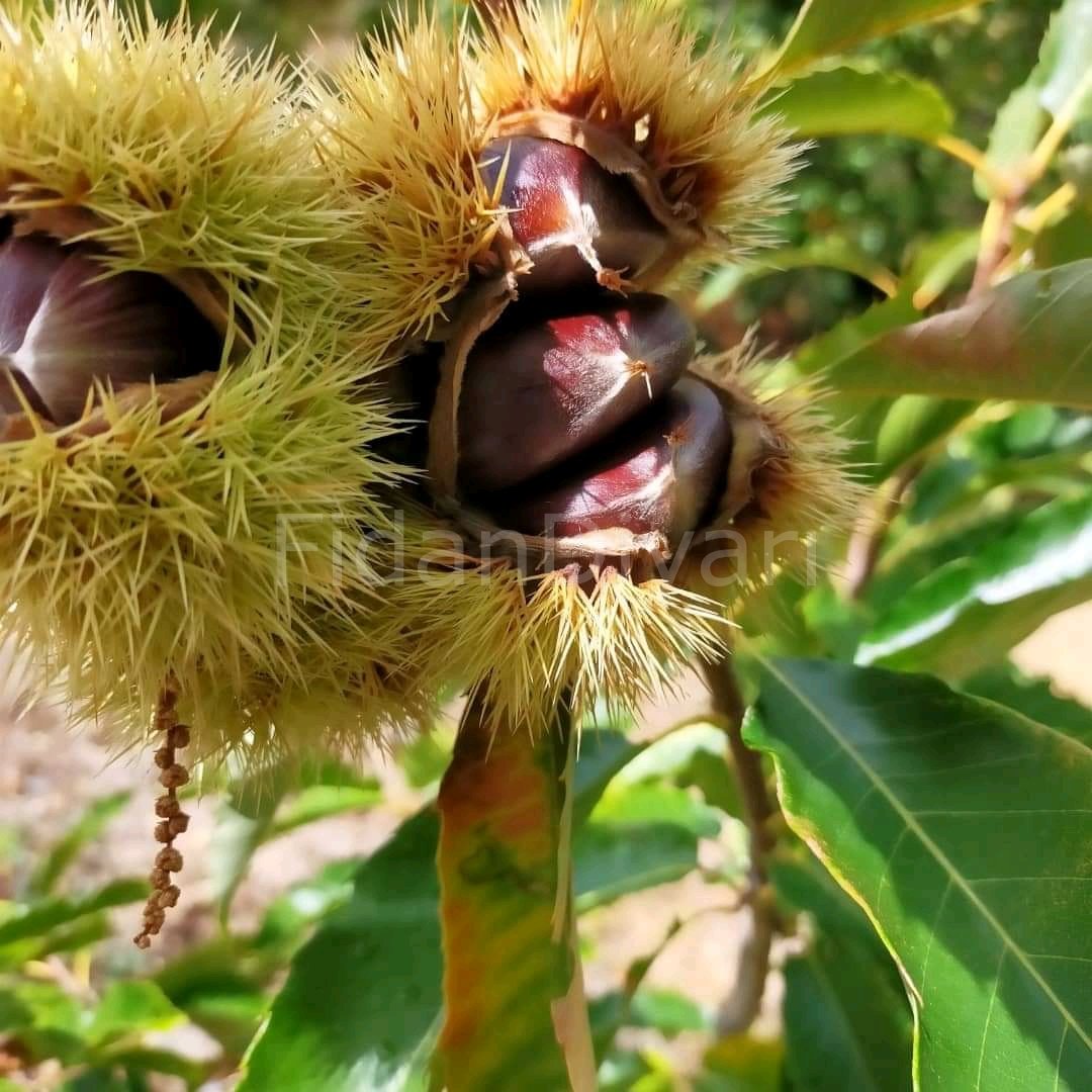 Açık Köklü Kemer Kestane Fidanı