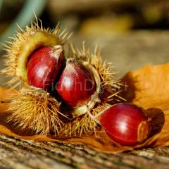 Açık köklü Yerli Kestane Fidanı
