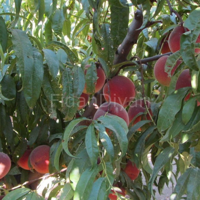 Açık Köklü Extreme 486 Şeftali Fidanı