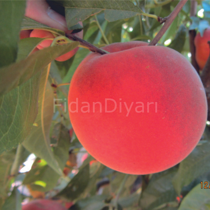 Açık Köklü Extreme 568 Şeftali Fidanı