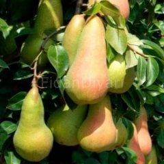 Abate Fetel Armut Fidanı 80-120 cm,Saksılı