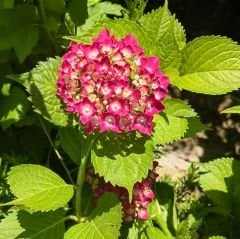 Pembe Ortanca Çiçeği 30cm Tüplü/Saksılı