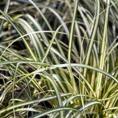 Carex Oshimensis Bitkisi, Saksılı