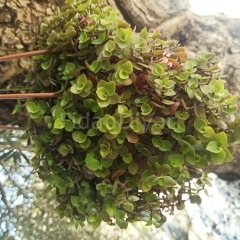Kalisya Repens, Arap Saçı Çiçeği, Askılı Saksıda