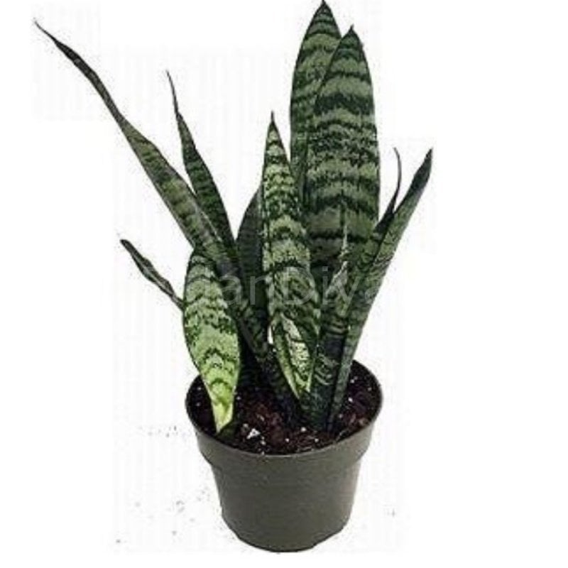 Sansevieria Trifasciata Paşa Kılıcı 40-50 cm,Saksılı
