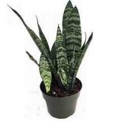 Sansevieria Trifasciata Paşa Kılıcı 40-50 cm,Saksılı