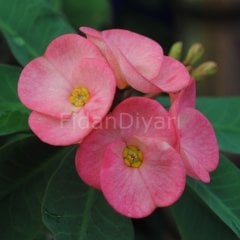 Dikenler Tacı, Pembe, 15-20 cm, Saksılı