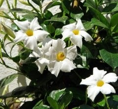Mandevilla Çiçeği Beyaz 30-40 cm, Saksılı