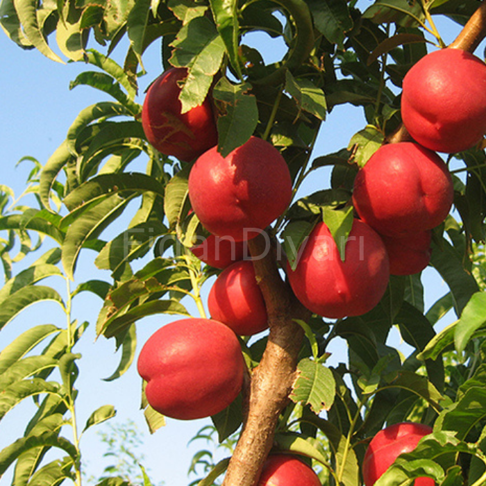 Açık Köklü Extreme Globe Nektarin Fidanı