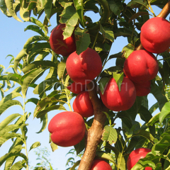 Açık Köklü Extreme Globe Nektarin Fidanı